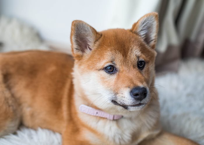 Exploring the Benefits of Pet Adoption: Why Rescuing Saves Lives