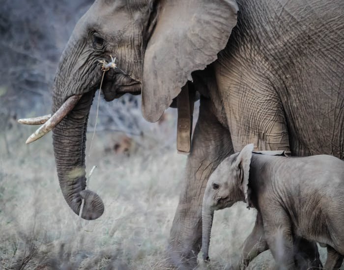 The Complex Social Structures of African Elephants: Lessons in Family and Community