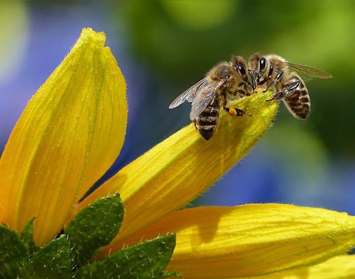 The Importance of Bees: Why They are Vital for Ecosystem Health and Food Production